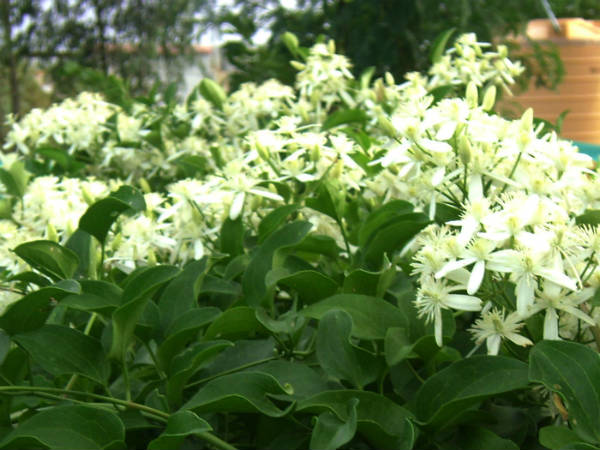 ಮುಡಿದಂತೆ ಸಂಭ್ರಮಿಸಿ, ಥಟ್ಟನೆ ತೆಗೆದು ಬಿಡುತ್ತಾರೆ