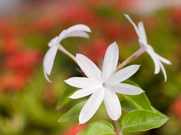 ರಾಜಾಶ್ರಯದಲ್ಲಿ ಮೈಸೂರು ಮಲ್ಲಿಗೆ