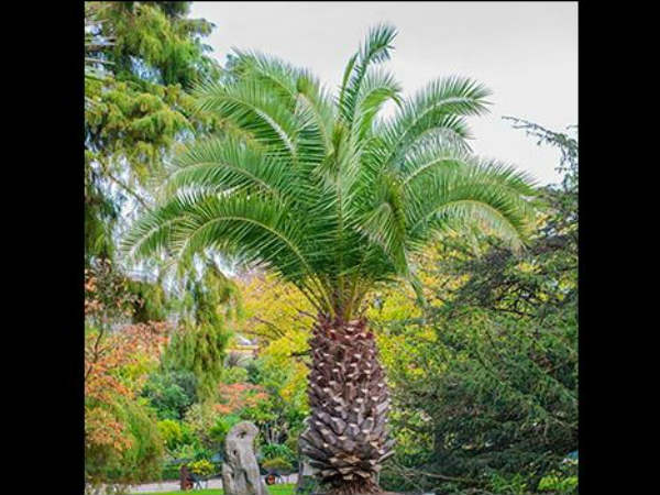  ತಾಳೆ ಬೆಳೆದ ರೈತ ಶಂಕರಗೌಡ್ರು ಆದಾಯ ಎಷ್ಟು?