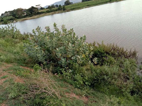 ಸೋರಿಕೆಯಾಗುತ್ತಿರುವ ನೀರು