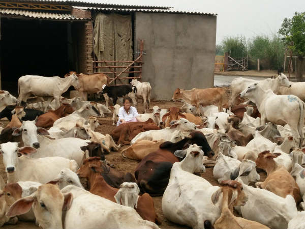 ಗೋಶಾಲೆಯಲ್ಲಿವೆ 1200 ಹಸು ಗೋಶಾಲೆಯಲ್ಲಿವೆ 1200 ಹಸು