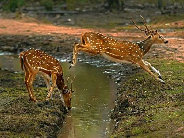 ಬಂಡೀಪುರದ ವನ್ಯಮೃಗಗಳು