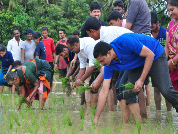 Minister UT Khadar joins in planting paddy with students in Mangaluru Minister UT Khadar joins in planting paddy with students in Mangaluru