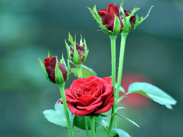 150 ರೂ. ದರವಿದೆ