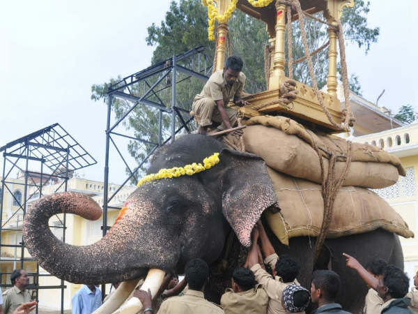 ಅಂಬಾರಿ ಹೊರುವ ಆನೆ ಅರ್ಜುನ