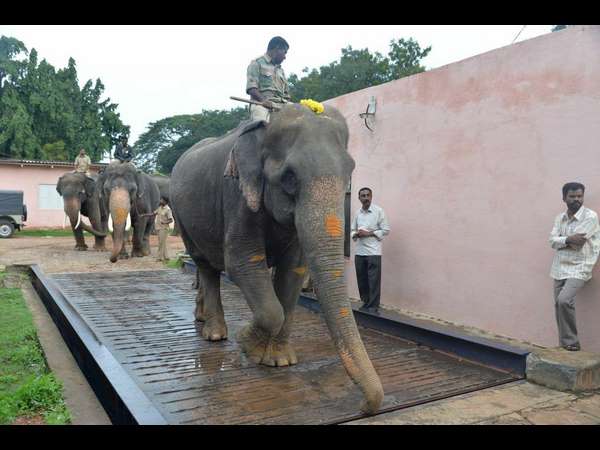 61 ವರ್ಷದ ವರಲಕ್ಷ್ಮೀ