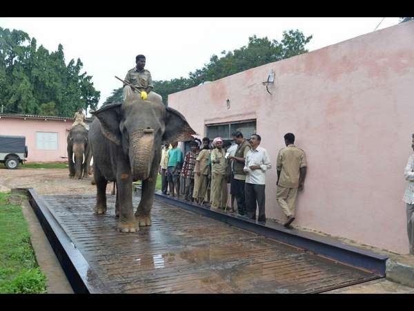 ಭವಿಷ್ಯದ ಅಂಬಾರಿ ಆನೆ ಭೀಮ
