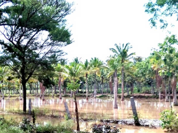 Bandipur National Park lakes filled after continuous rainfall
