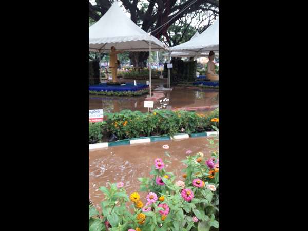 Mysusru Dasara flower show loses its beauty by the rain