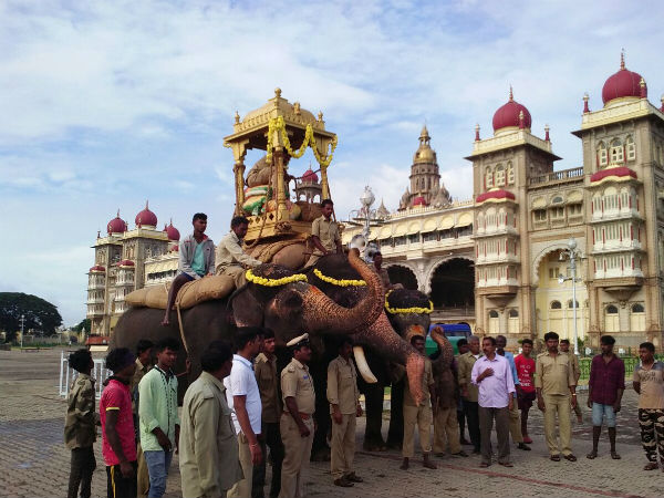 Mysuru Dasara: rehearsals for Jamboo Savari elephants Mysuru Dasara: rehearsals for Jamboo Savari elephants