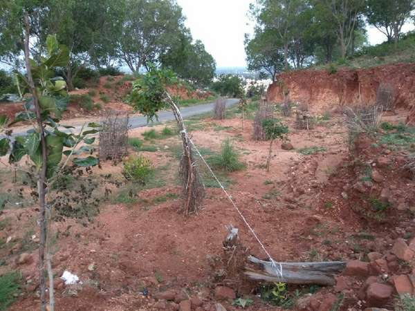 The man engaged in growing his own forest for social cause in Chintamani