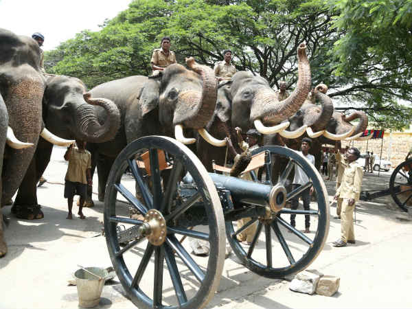 Rehearsal for Jamboo Savari elephants in Mysuru palace