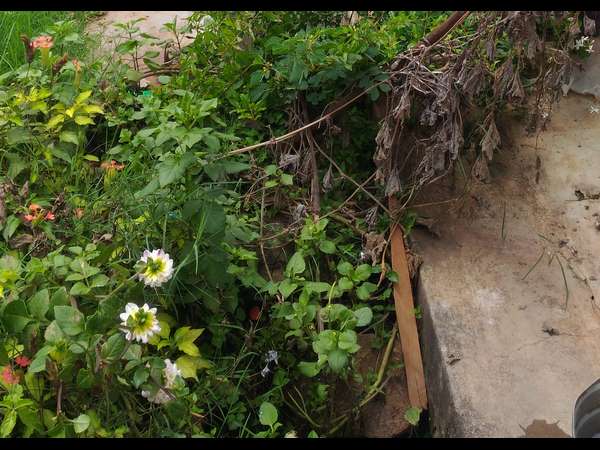 ಚರಂಡಿ ನಿರ್ಮಿಸದೆ ಹಣ ಗುಳುಂ?