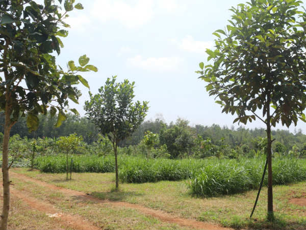 ಚಿಟ್ಟೆ ಆಕರ್ಷಣೆಗೆ ಮೆಗಾ ಪ್ಲಾನ್