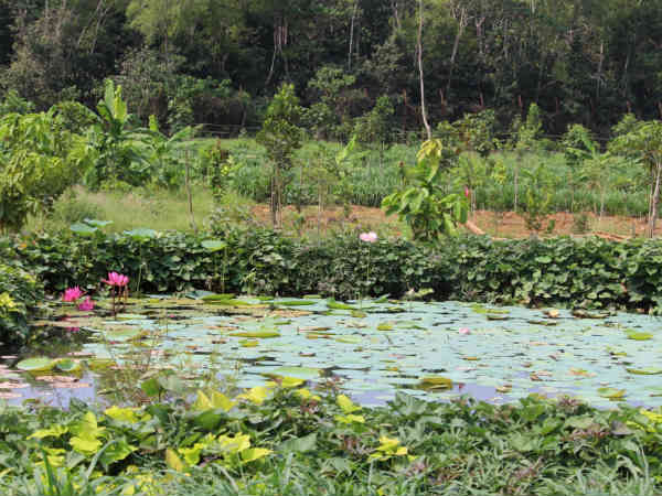 ಸುಂದರ ತಾವರೆಗಳು