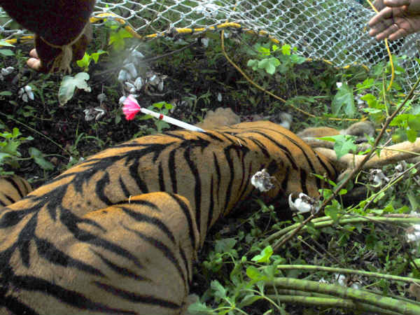 ಭಯ ಹುಟ್ಟು ಹಾಕಿದ್ದ ಹುಲಿ
