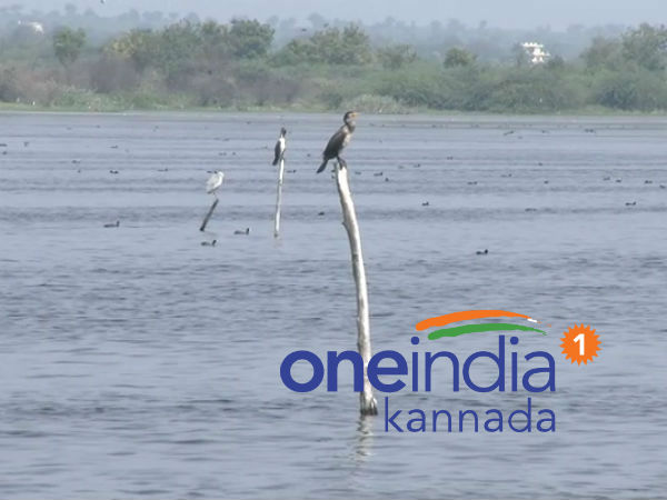 ಬೋನಾಳ: ಪಕ್ಷಿ ಸಂಪತ್ತು ಇಲ್ಲಿದೆ