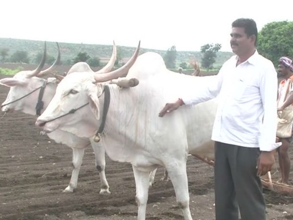 20 ಎಕರೆಗೆ ಬಿತ್ತನೆ 20 ಎಕರೆಗೆ ಬಿತ್ತನೆ