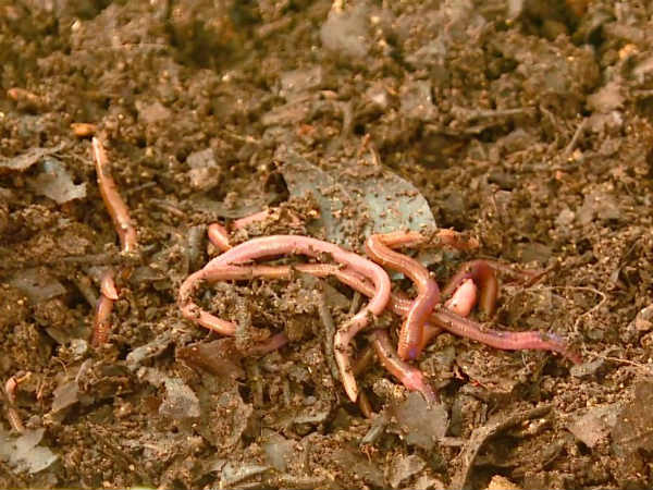 ತ್ಯಾಜಮುಕ್ತ ಕ್ಯಾಂಪಸ್ ರಚನೆ ತ್ಯಾಜಮುಕ್ತ ಕ್ಯಾಂಪಸ್ ರಚನೆ