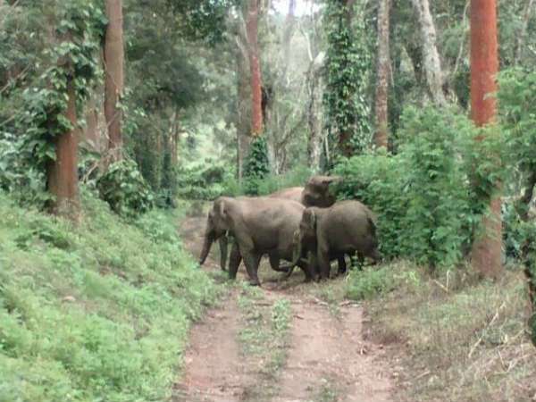  ಸೋಲಾರ್ ಫೆನ್ಸಿಂಗ್ ಹಾಕಬೇಕೆಂಬುದು ಸ್ಥಳೀಯರ ಆಗ್ರಹ