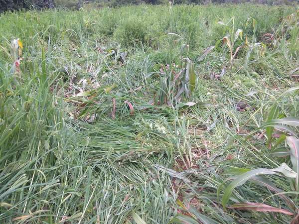  ಹುಸಿಯಾದ ಬೆಳೆ ಪರಿಹಾರ