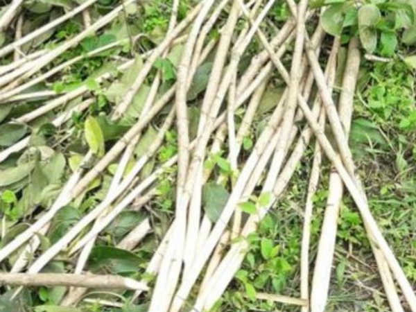 ಎಲ್ಲೆಡೆ ನಿಸರ್ಗದ ಸುಂದರ ಲಾಸ್ಯ