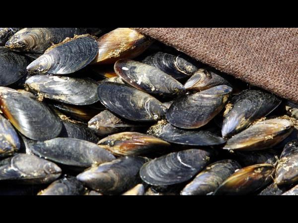 ಕೈ ಹಿಡಿದ ವಿದೇಶಿ ಮಾರುಕಟ್ಟೆ