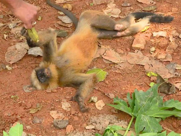 ಮುಸುವಗಳ ಮಾರಣಹೋಮ