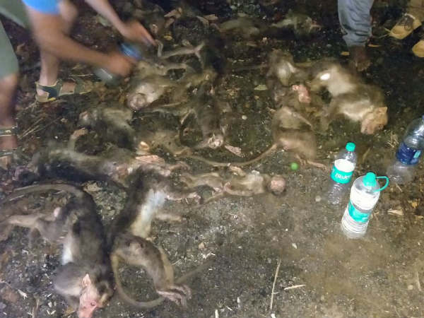 ಮಂಗಗಳ ಮೂಕ ರೋಧನೆ