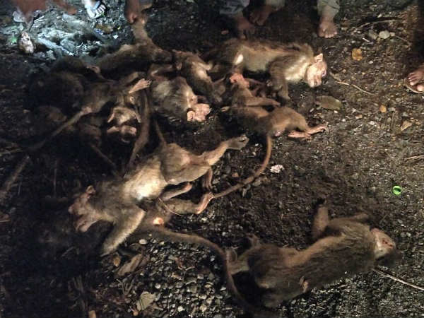 ವನ್ಯಜೀವಿ ಇಲಾಖೆ ಸಿಬ್ಬಂದಿ ಪರಿಶೀಲನೆ