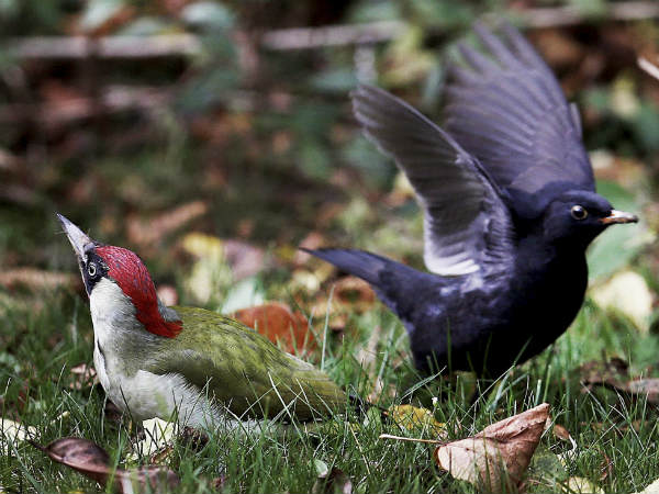ಸಿಟ್ಟು ಮಾಡಿದ ಎಲೆಕ್ಷನ್ ಕ್ಯಾಂಡಿಡೇಟ್ ನಂತಿರುವ ಹಕ್ಕಿಗಳು ಸಿಟ್ಟು ಮಾಡಿದ ಎಲೆಕ್ಷನ್ ಕ್ಯಾಂಡಿಡೇಟ್ ನಂತಿರುವ ಹಕ್ಕಿಗಳು