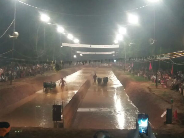 53 ಜೋಡಿ ಕೋಣ ಭಾಗಿ