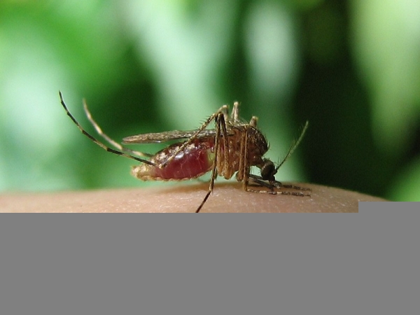 ಚಿಕೂನ್ ಗುನ್ಯ ಕಲಬುರಗಿಯಲ್ಲಿ ಹೆಚ್ಚು