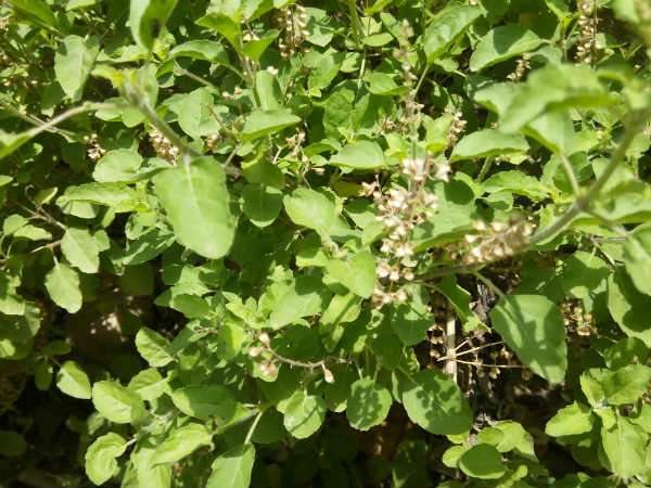ತುಳಸಿವನದ ಶ್ರೇಷ್ಠತೆ ತುಳಸಿವನದ ಶ್ರೇಷ್ಠತೆ