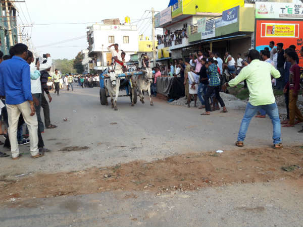 People of HD Kote in Mysuru enjoyed Bullock cart competition