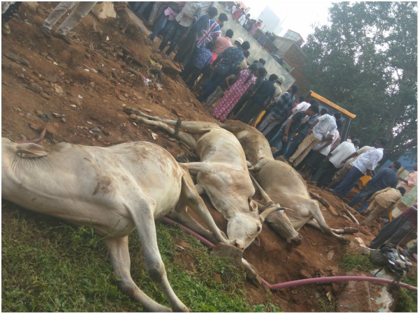 4 oxen, one cow and a calf died in a wall collapse at Hubballi