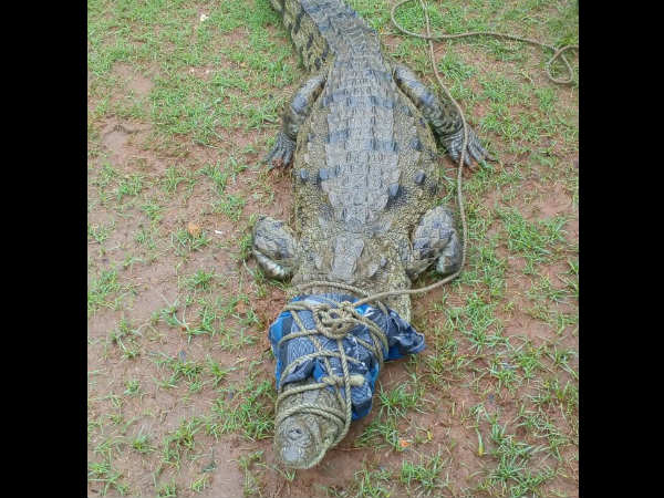 Heavy rain in Mysuru, crocodile found in Kuppanna park Heavy rain in Mysuru, crocodile found in Kuppanna park