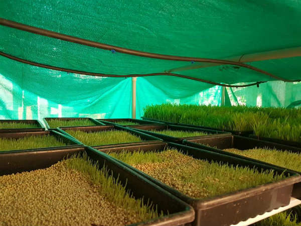 Hydroponic farming to help for animal husbandry sector
