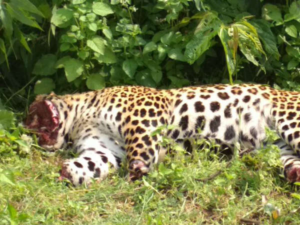 Miscreants sever head of Leopard in forest near Haveri