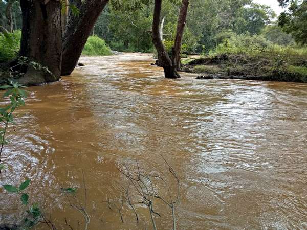 Mule river filled for raining heavily in Bandipura region