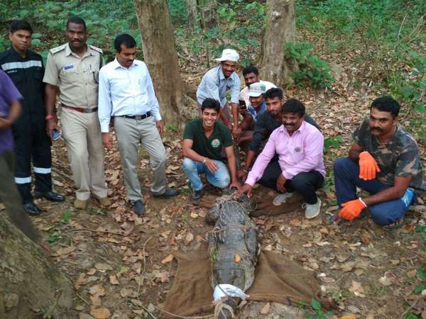Crocodile rescued at INS Kadamba naval base Karwar