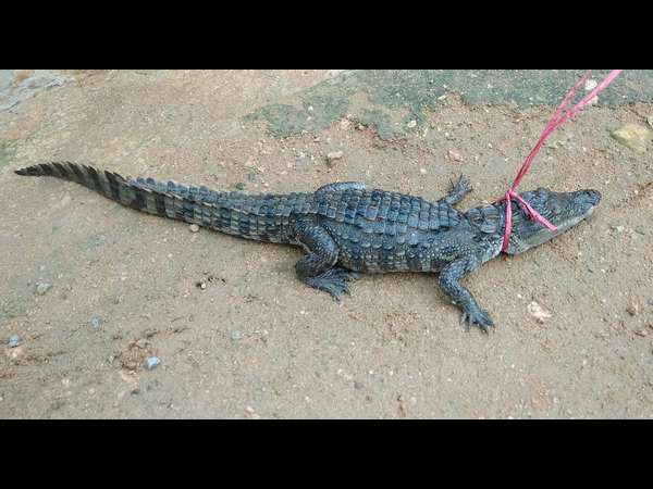 Six goat dies as wall collapsed for heavy rain in Mandya
