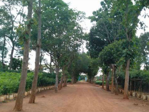Prestigious award to sapling expert Ashok Reddy in Kolar