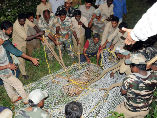 Forest department officers in HD Kote taluk of Mysuru district have trapped a tiger Forest department officers in HD Kote taluk of Mysuru district have trapped a tiger