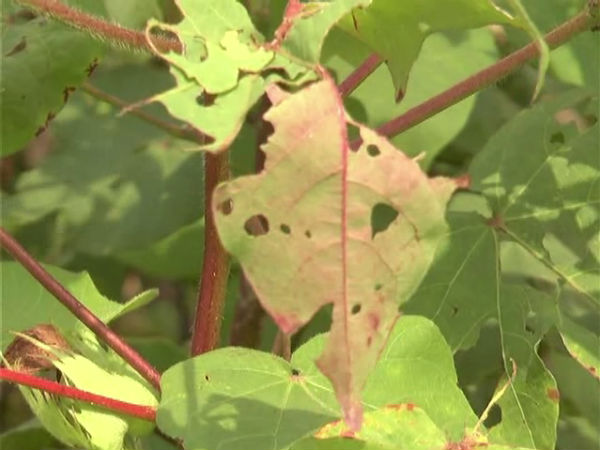  ತಾಮ್ರ ರೋಗದ ಲಕ್ಷಣಗಳು