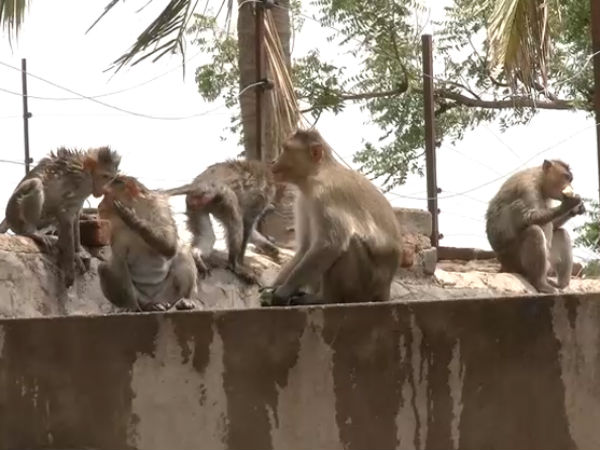ಧಾನ್ಯಗಳೆಲ್ಲ ಕೋತಿ ಪಾಲು ಧಾನ್ಯಗಳೆಲ್ಲ ಕೋತಿ ಪಾಲು