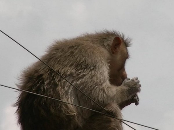 ಮಕ್ಕಳಿಗೆ ಕೋತಿ ಕಾಟ ಮಕ್ಕಳಿಗೆ ಕೋತಿ ಕಾಟ