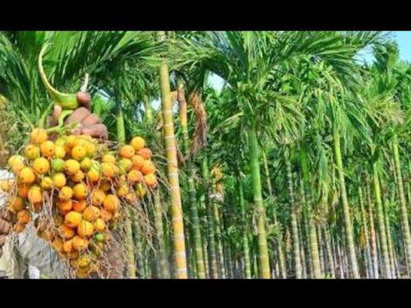 ಅಡಿಕೆ ಖರೀದಿ ಸ್ಥಗಿತ