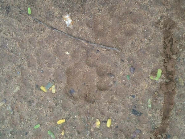 ಹಲವೆಡೆ ಚಿರತೆ ಹೆಜ್ಜೆ ಗುರುತು