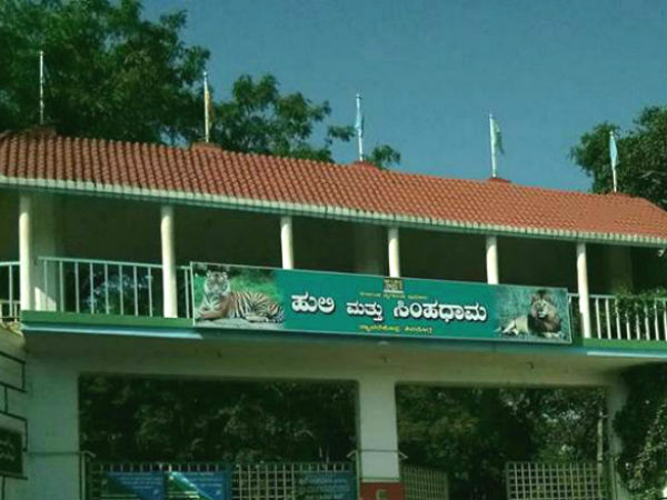 Tyavarekoppa safari to gets two Asiatic lions from Bannerghatta Biological Park Tyavarekoppa safari to gets two Asiatic lions from Bannerghatta Biological Park